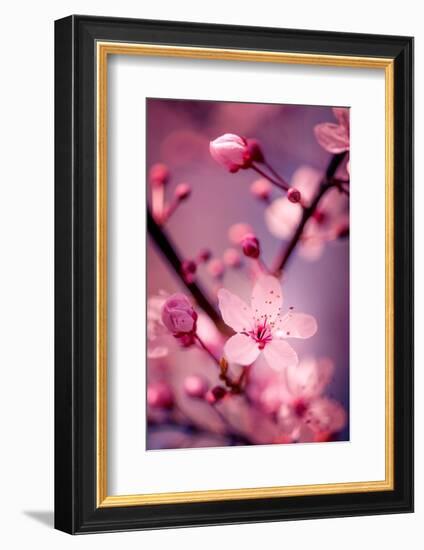 Cherry Blossom 2-Philippe Sainte-Laudy-Framed Photographic Print