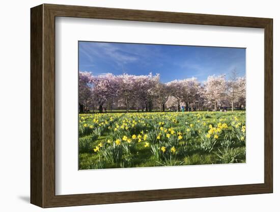 Cherry Blossom and Narcissi Blossom, Palace Garden, Schloss Schwetzingen Palace-Markus Lange-Framed Photographic Print