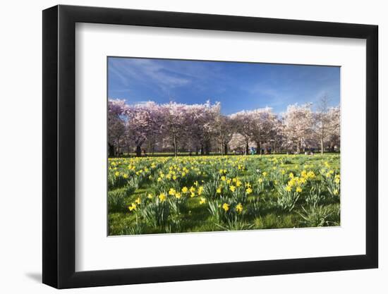 Cherry Blossom and Narcissi Blossom, Palace Garden, Schloss Schwetzingen Palace-Markus Lange-Framed Photographic Print