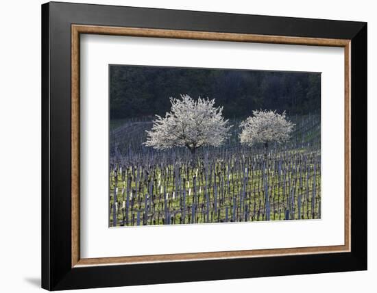 Cherry Blossom at the Foot of the Leitha Mountains Between Donnerskirchen and Purbach-Gerhard Wild-Framed Photographic Print