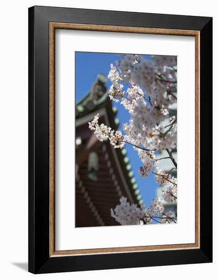 Cherry Blossom at Tocho-Ji Temple, Fukuoka, Kyushu, Japan-Ian Trower-Framed Photographic Print