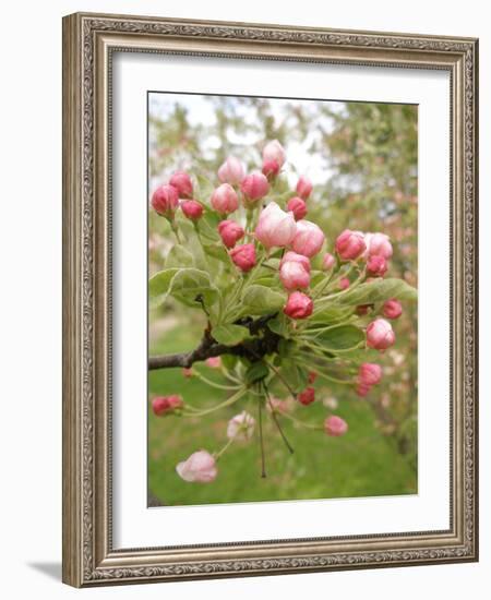 Cherry Blossom, Buds-Harald Kroiss-Framed Photographic Print