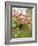 Cherry Blossom, Buds-Harald Kroiss-Framed Photographic Print