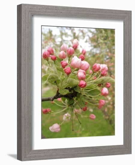 Cherry Blossom, Buds-Harald Kroiss-Framed Photographic Print