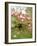 Cherry Blossom, Buds-Harald Kroiss-Framed Photographic Print