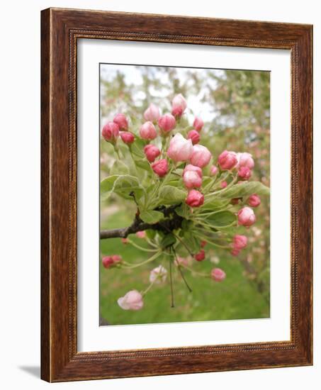 Cherry Blossom, Buds-Harald Kroiss-Framed Photographic Print