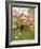 Cherry Blossom, Buds-Harald Kroiss-Framed Photographic Print