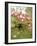 Cherry Blossom, Buds-Harald Kroiss-Framed Photographic Print