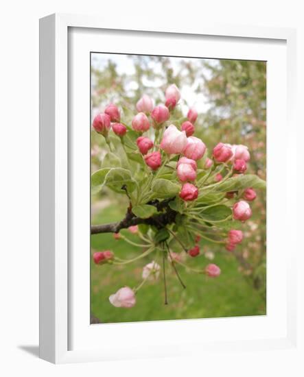 Cherry Blossom, Buds-Harald Kroiss-Framed Photographic Print