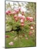 Cherry Blossom, Buds-Harald Kroiss-Mounted Photographic Print