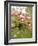 Cherry Blossom, Buds-Harald Kroiss-Framed Photographic Print