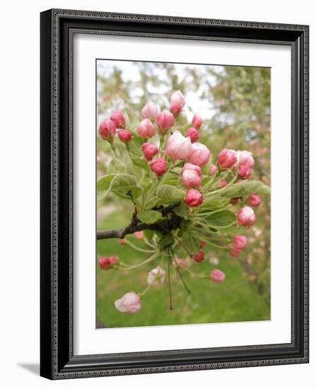 Cherry Blossom, Buds-Harald Kroiss-Framed Photographic Print