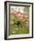 Cherry Blossom, Buds-Harald Kroiss-Framed Photographic Print