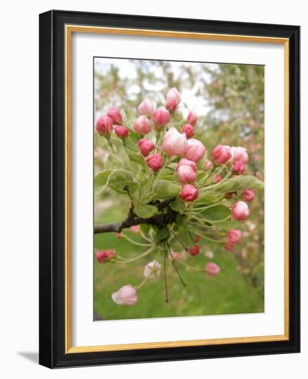 Cherry Blossom, Buds-Harald Kroiss-Framed Photographic Print