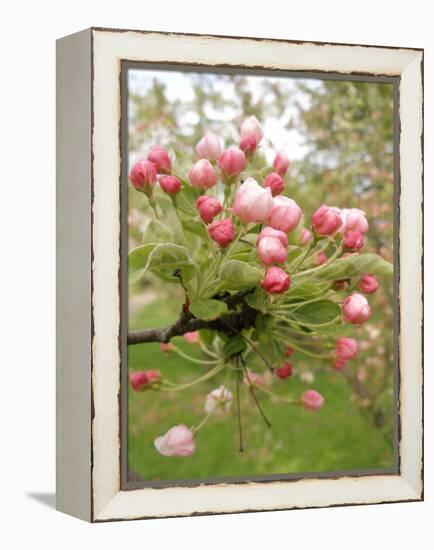 Cherry Blossom, Buds-Harald Kroiss-Framed Premier Image Canvas