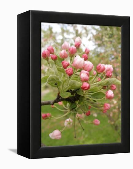 Cherry Blossom, Buds-Harald Kroiss-Framed Premier Image Canvas