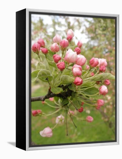Cherry Blossom, Buds-Harald Kroiss-Framed Premier Image Canvas