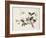 Cherry Blossom (?) Dragonfly and Butterfly-null-Framed Giclee Print