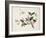 Cherry Blossom (?) Dragonfly and Butterfly-null-Framed Giclee Print