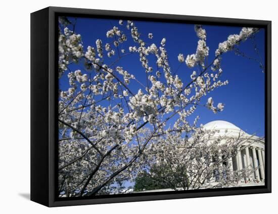 Cherry Blossom Festival and the Jefferson Memorial, Washington DC, USA-Michele Molinari-Framed Premier Image Canvas