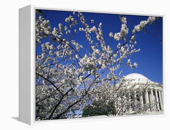 Cherry Blossom Festival and the Jefferson Memorial, Washington DC, USA-Michele Molinari-Framed Premier Image Canvas