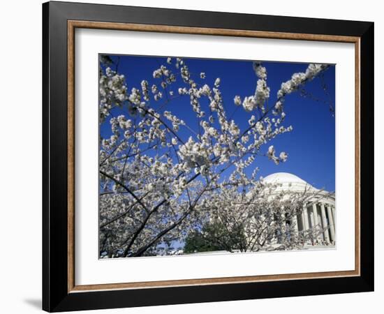 Cherry Blossom Festival and the Jefferson Memorial, Washington DC, USA-Michele Molinari-Framed Photographic Print