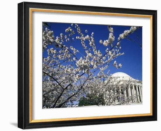 Cherry Blossom Festival and the Jefferson Memorial, Washington DC, USA-Michele Molinari-Framed Photographic Print