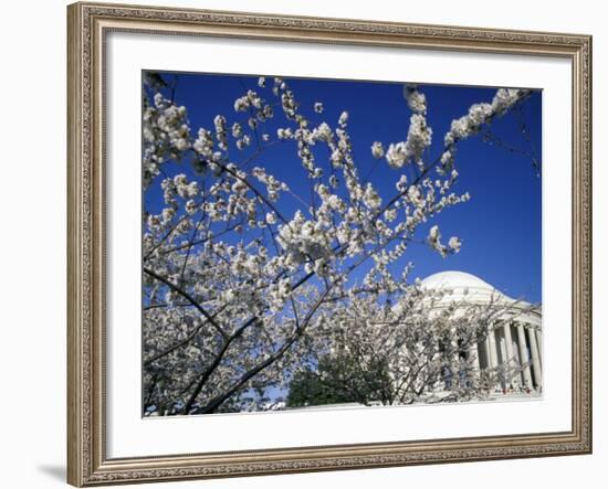 Cherry Blossom Festival and the Jefferson Memorial, Washington DC, USA-Michele Molinari-Framed Photographic Print