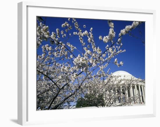 Cherry Blossom Festival and the Jefferson Memorial, Washington DC, USA-Michele Molinari-Framed Photographic Print