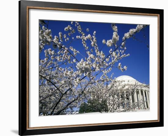 Cherry Blossom Festival and the Jefferson Memorial, Washington DC, USA-Michele Molinari-Framed Photographic Print
