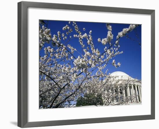 Cherry Blossom Festival and the Jefferson Memorial, Washington DC, USA-Michele Molinari-Framed Photographic Print