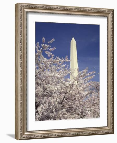 Cherry Blossom Festival and the Washington Monument, Washington DC, USA-Michele Molinari-Framed Photographic Print