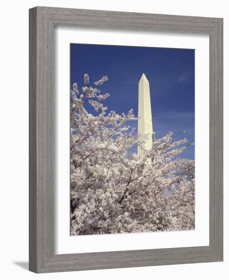 Cherry Blossom Festival and the Washington Monument, Washington DC, USA-Michele Molinari-Framed Photographic Print