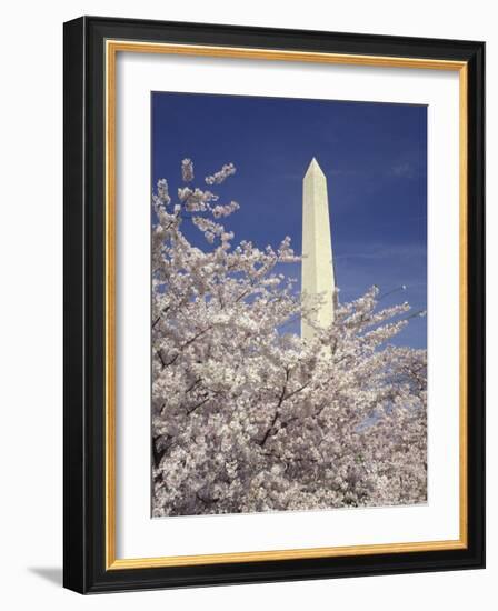 Cherry Blossom Festival and the Washington Monument, Washington DC, USA-Michele Molinari-Framed Photographic Print