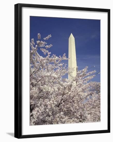 Cherry Blossom Festival and the Washington Monument, Washington DC, USA-Michele Molinari-Framed Photographic Print
