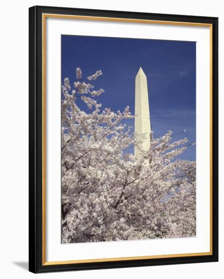 Cherry Blossom Festival and the Washington Monument, Washington DC, USA-Michele Molinari-Framed Photographic Print