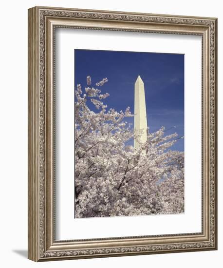 Cherry Blossom Festival and the Washington Monument, Washington DC, USA-Michele Molinari-Framed Photographic Print