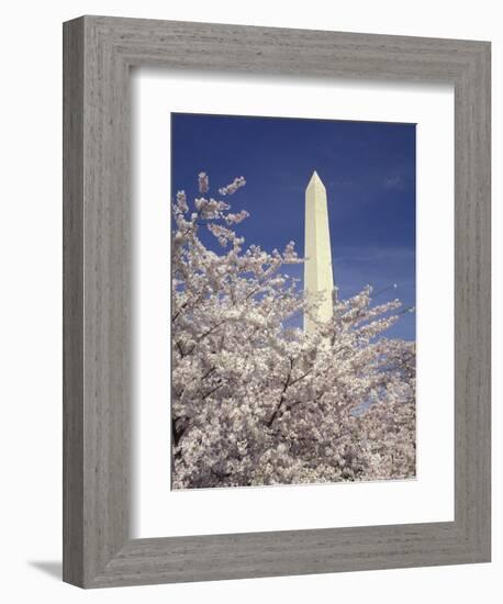 Cherry Blossom Festival and the Washington Monument, Washington DC, USA-Michele Molinari-Framed Photographic Print