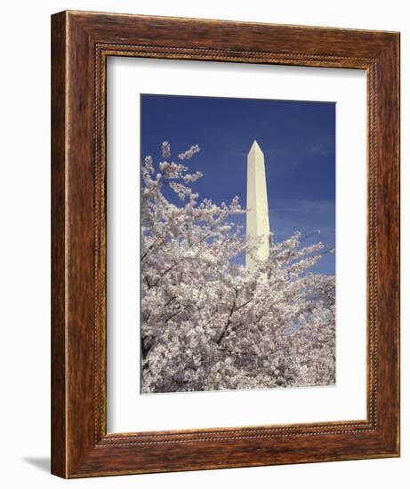 Cherry Blossom Festival and the Washington Monument, Washington DC, USA-Michele Molinari-Framed Photographic Print