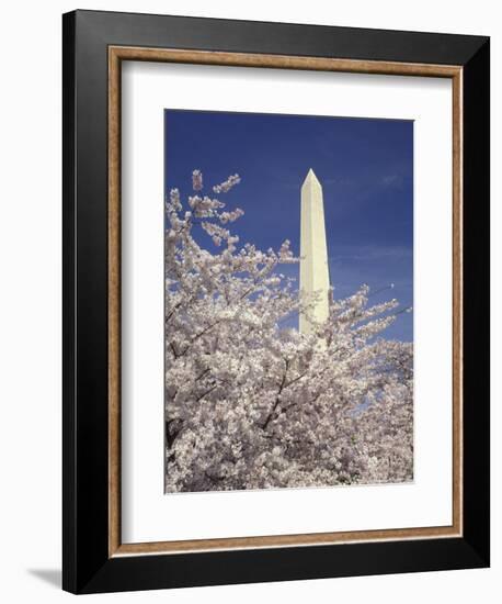 Cherry Blossom Festival and the Washington Monument, Washington DC, USA-Michele Molinari-Framed Photographic Print