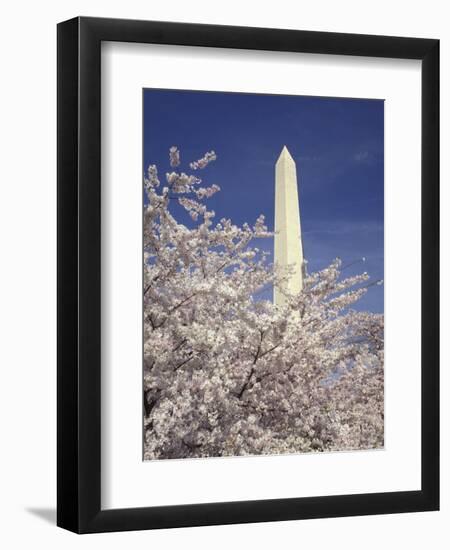 Cherry Blossom Festival and the Washington Monument, Washington DC, USA-Michele Molinari-Framed Photographic Print