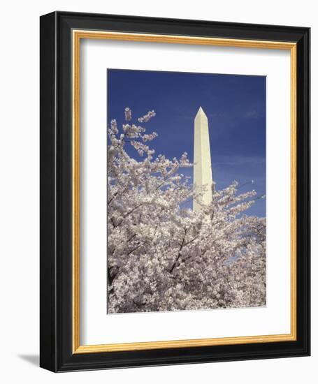 Cherry Blossom Festival and the Washington Monument, Washington DC, USA-Michele Molinari-Framed Photographic Print