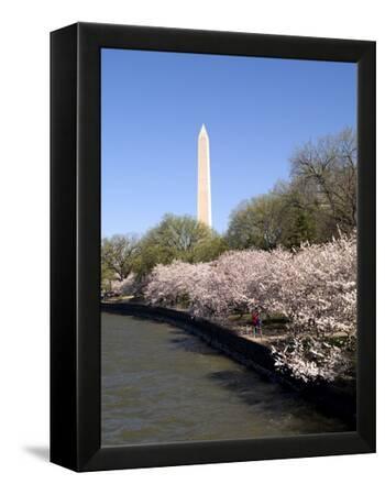 Cherry Blossom Festival at the National Mall Washington 24" x 36" Canvas DC