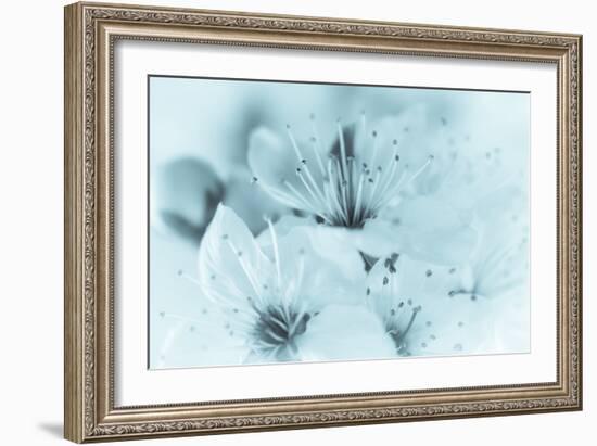 Cherry Blossom I-Kathy Mahan-Framed Photographic Print