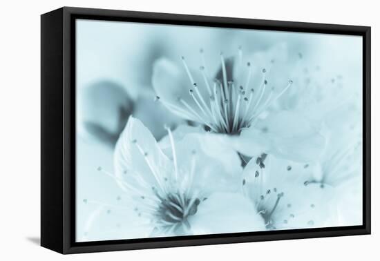 Cherry Blossom I-Kathy Mahan-Framed Premier Image Canvas