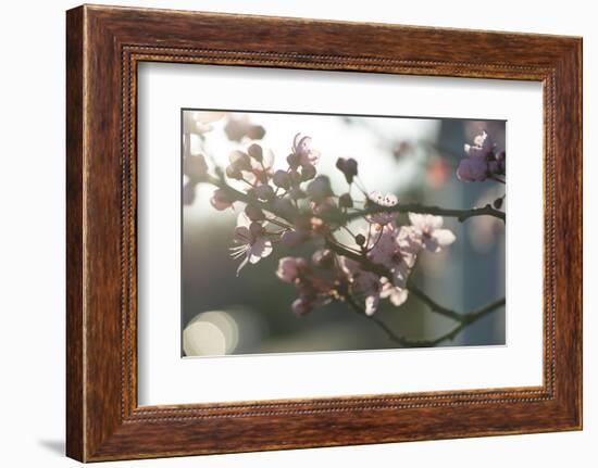 Cherry Blossom I-Nancy Crowell-Framed Photographic Print