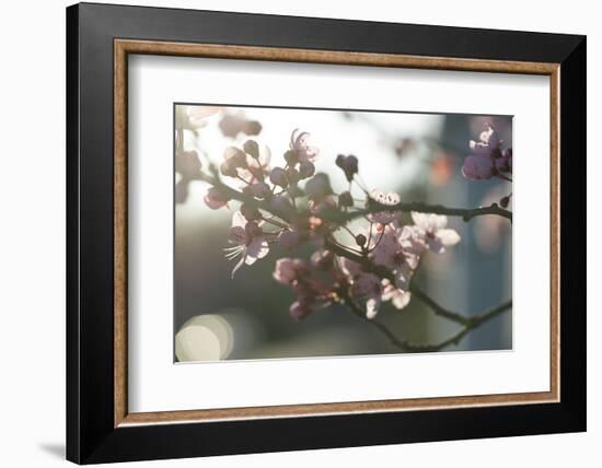 Cherry Blossom I-Nancy Crowell-Framed Photographic Print