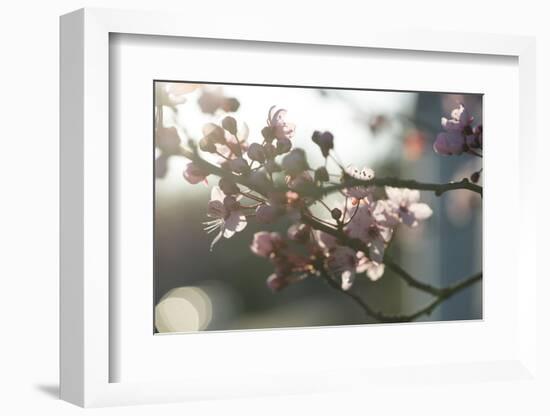 Cherry Blossom I-Nancy Crowell-Framed Photographic Print