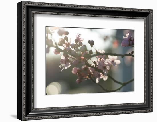 Cherry Blossom I-Nancy Crowell-Framed Photographic Print