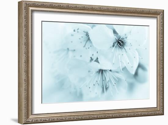 Cherry Blossom II-Kathy Mahan-Framed Photographic Print